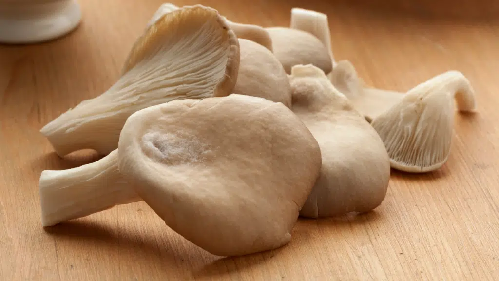 Oyster mushrooms