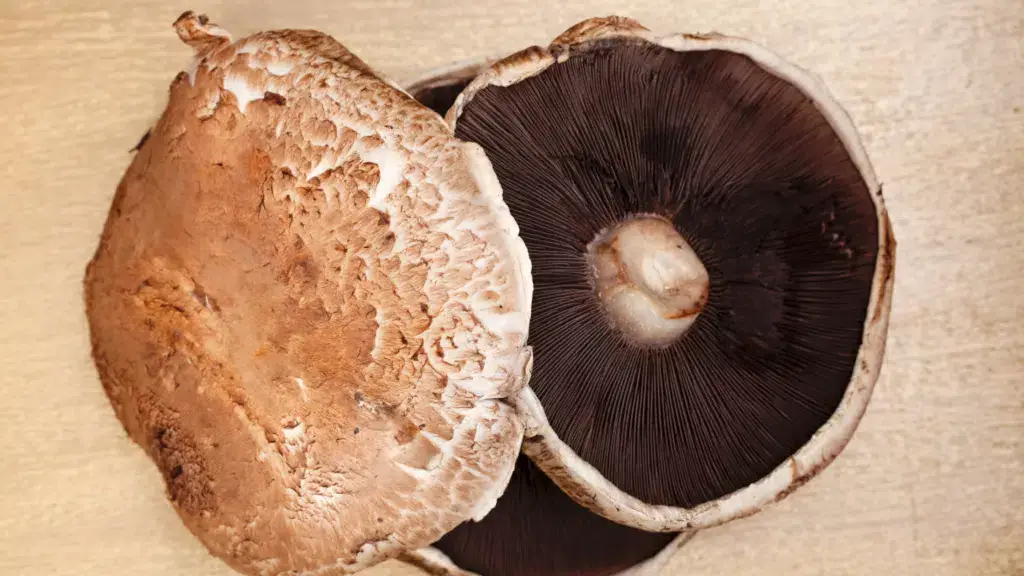 portobello mushroom