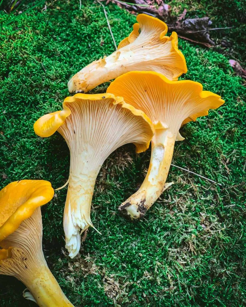 Chanterelle