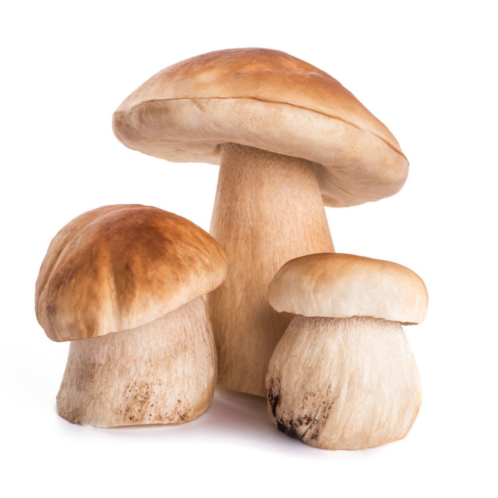 Porcini mushrooms