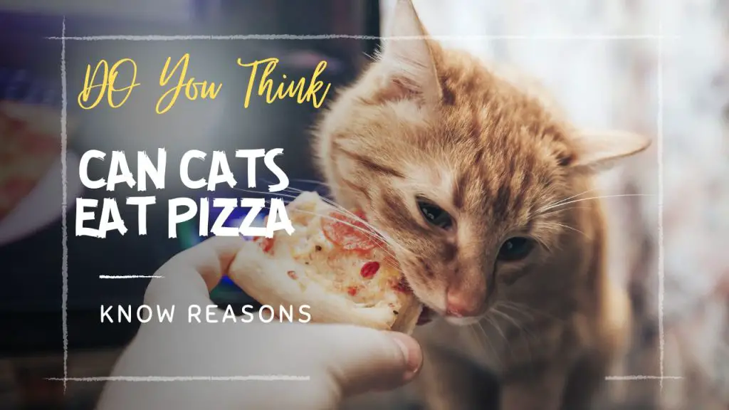 Can Cats Have Pizza