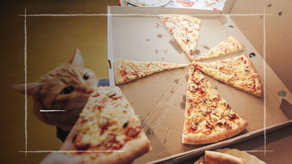 homemade pizza for cats